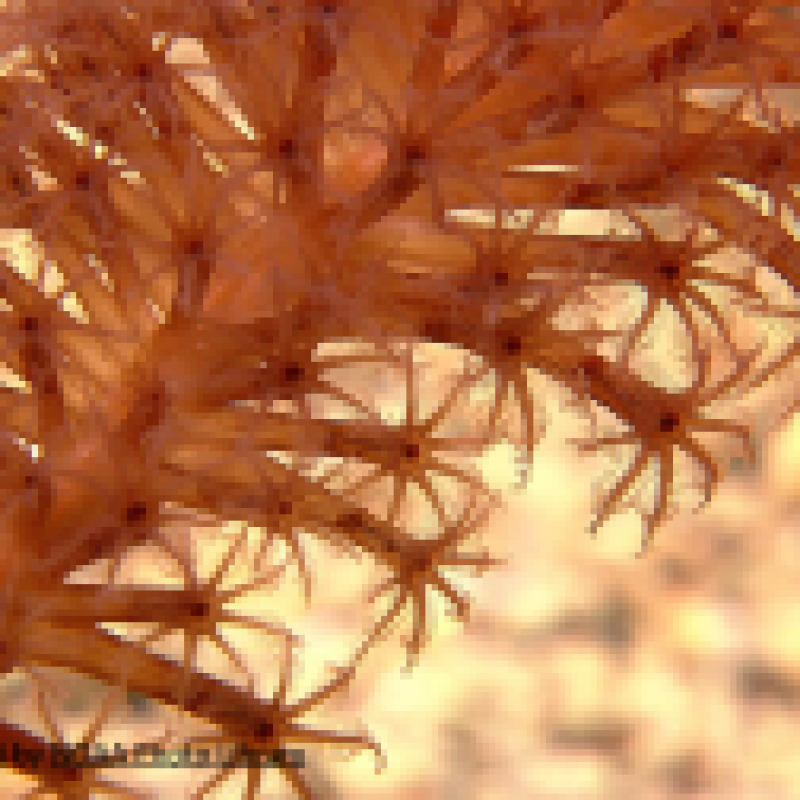 Brown translucent polyps of the sea pen. Photo credit NOAA.